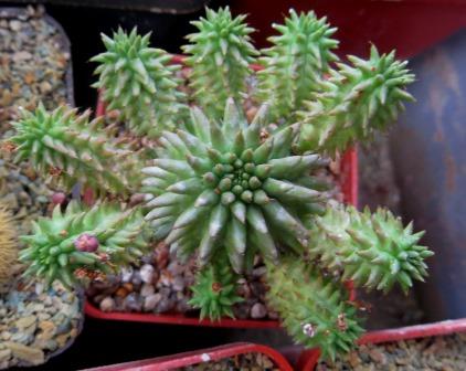 euphorbia susannae