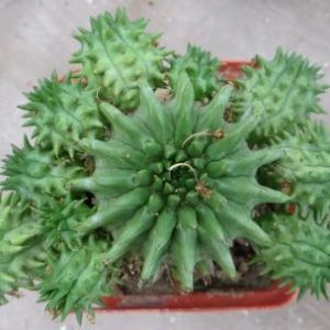 euphorbia susannae