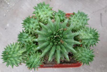 euphorbia susannae