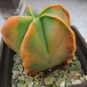 astrophytum variagata