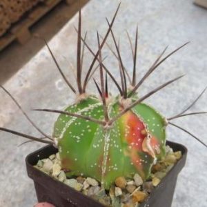 astrophytum capricorne  variegata