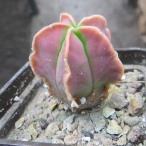 astrophytum variegata