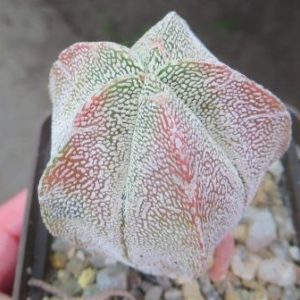 astrophytum Onzuka variegata