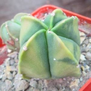 astrophytum  variegata 2 heads
