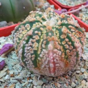 astrophytum super kabuto gold variegated