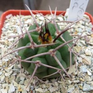 354.544 gymnocalycium ferox VG 320 A