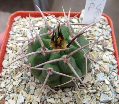 354.544 gymnocalycium ferox VG 320 A