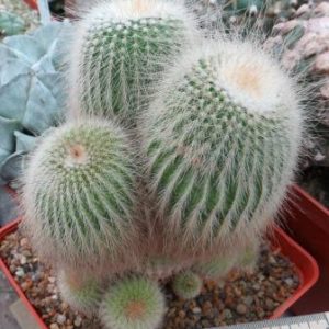 echinocactus leninghausii albispina
