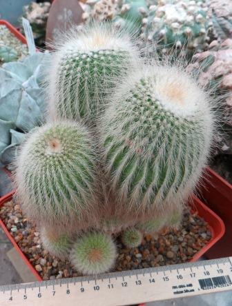 echinocactus leninghausii albispina