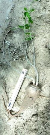 fockea edulis
