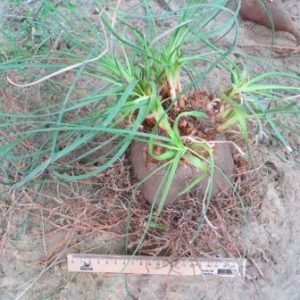 Calibanus hookeri