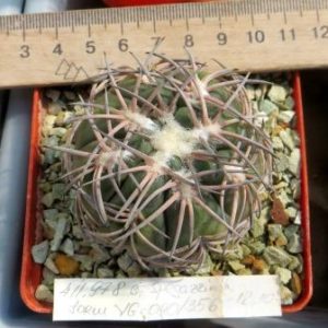 411.978 gymnocalycium spegazzinii VG 040/356   own root