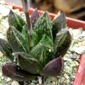 haworthia japanese hybrids