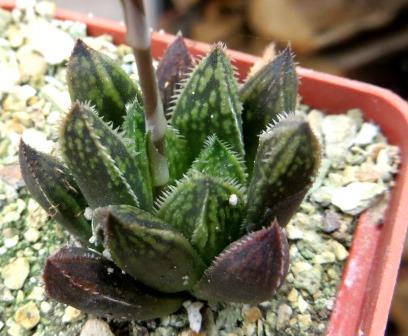 haworthia japanese hybrids