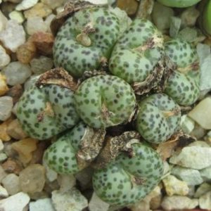 conophytum obcordellum  8 heads