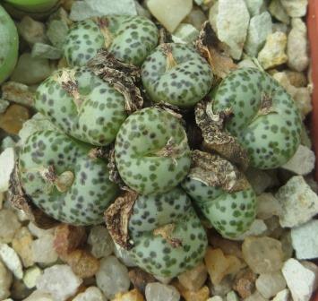 conophytum obcordellum  8 heads