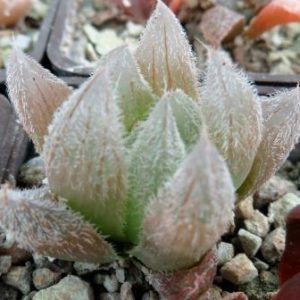 haworthia cooperi venusta