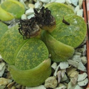 lithops lesliei albinica
