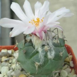 turbinicarpus lophophoroides rio verde