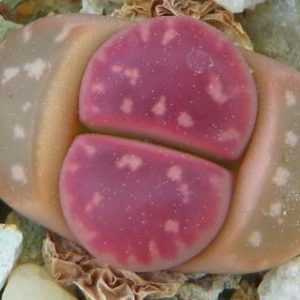 lithops red oliva