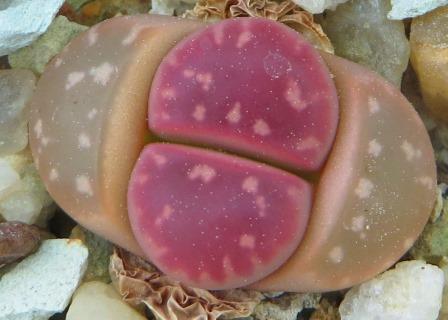 lithops red oliva