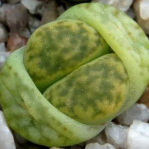lithops bromfieldii sulphurea