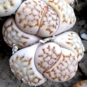 lithops julii ssp. fulleri
