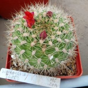 weingartia trollii