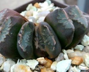 haworthia japanese hybrids