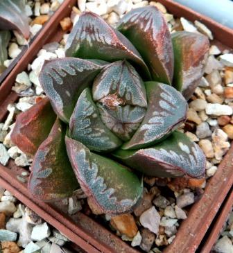 haworthia japanese hybrids