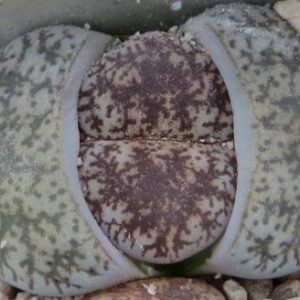 lithops lesliei venteri