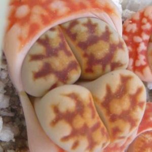 lithops karasmontana summitatum