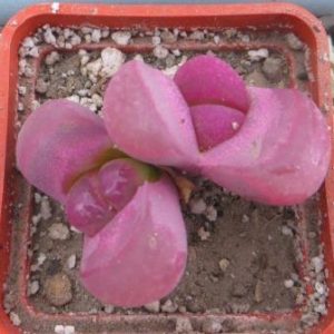 lithops optica rubra