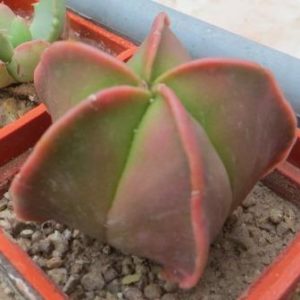 astrophytum myriostigma kikko roseo