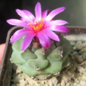 turbinicarpus alonsoi