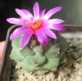 turbinicarpus alonsoi
