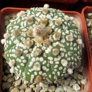 astrophytum super kabuto