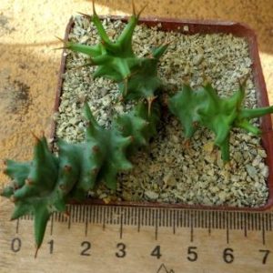 euphorbia tortirama
