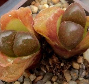 Conophytum (Ophthalmophyllum) verrucosum, Maansepan, CoP353-07