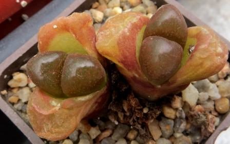 Conophytum (Ophthalmophyllum) verrucosum, Maansepan, CoP353-07