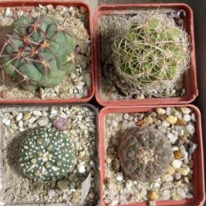 cactus mix 4 pослини