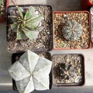 cactus mix 4 pослини