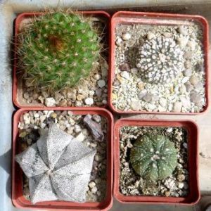 cactus mix 4 pослини