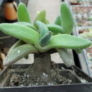 Aloinopsis peersii caudex