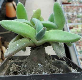 Aloinopsis peersii caudex
