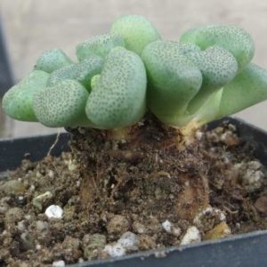 aloinopsis schooneesii caudex