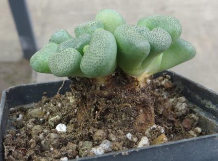 aloinopsis schooneesii caudex