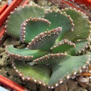 aloinopsis malherbei