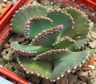 aloinopsis malherbei