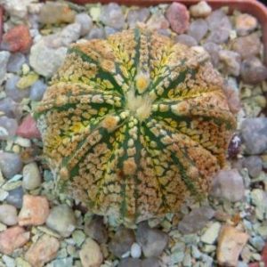astrophytum super kabuto gold